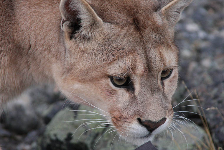 Puma photography tours Torres del Paine Chile